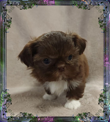 Tiny little male chinese imperial shih tzu puppies for sale teacup